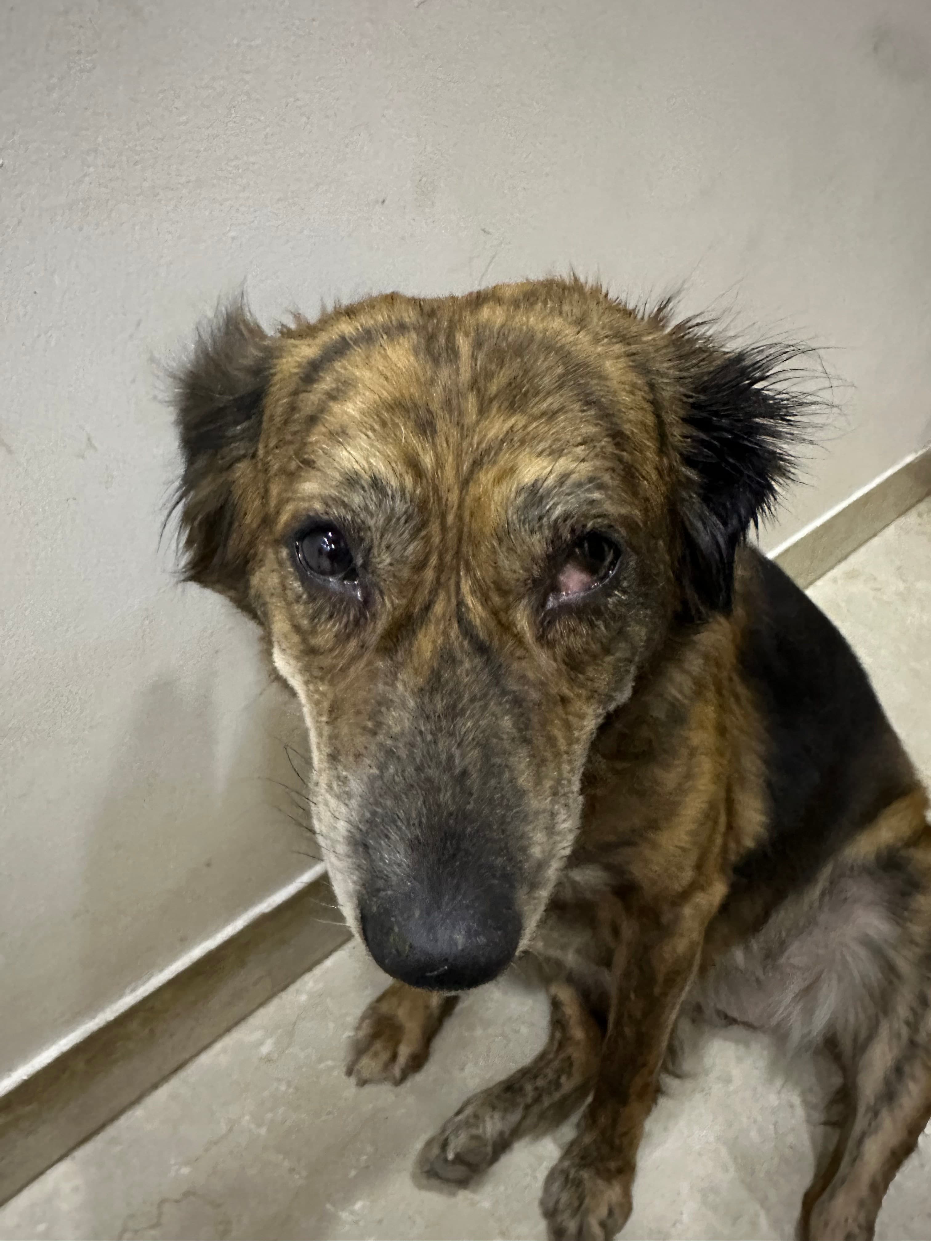 Mione, one of Suyogya's dog. 