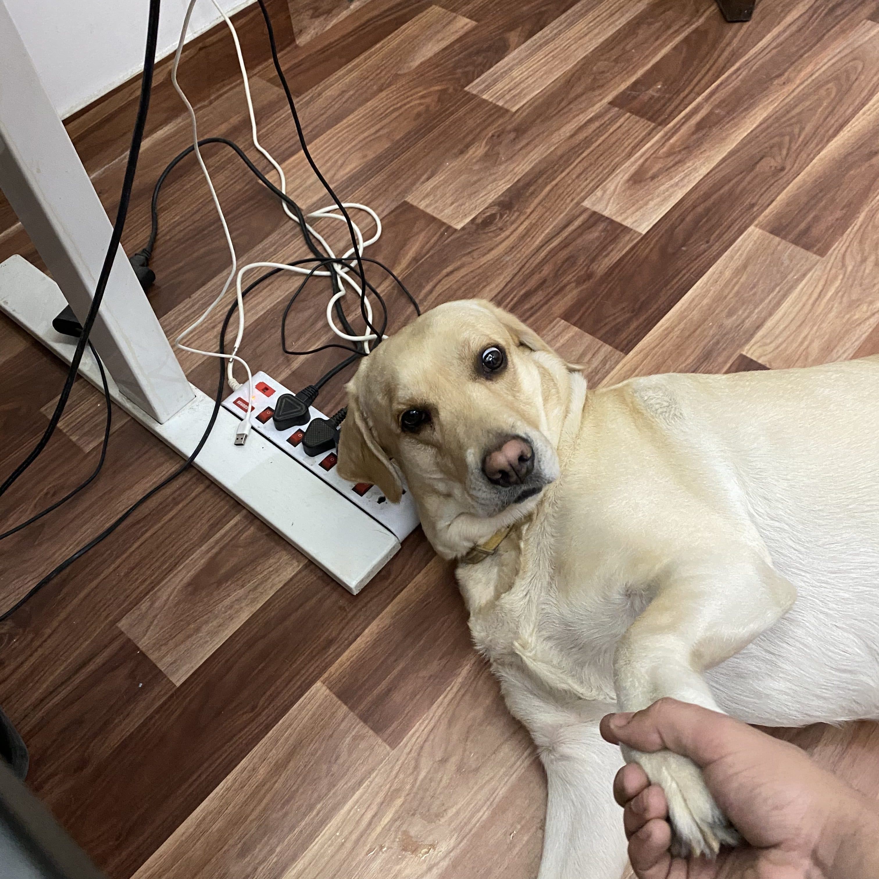 Mayo, a golden-white dog
